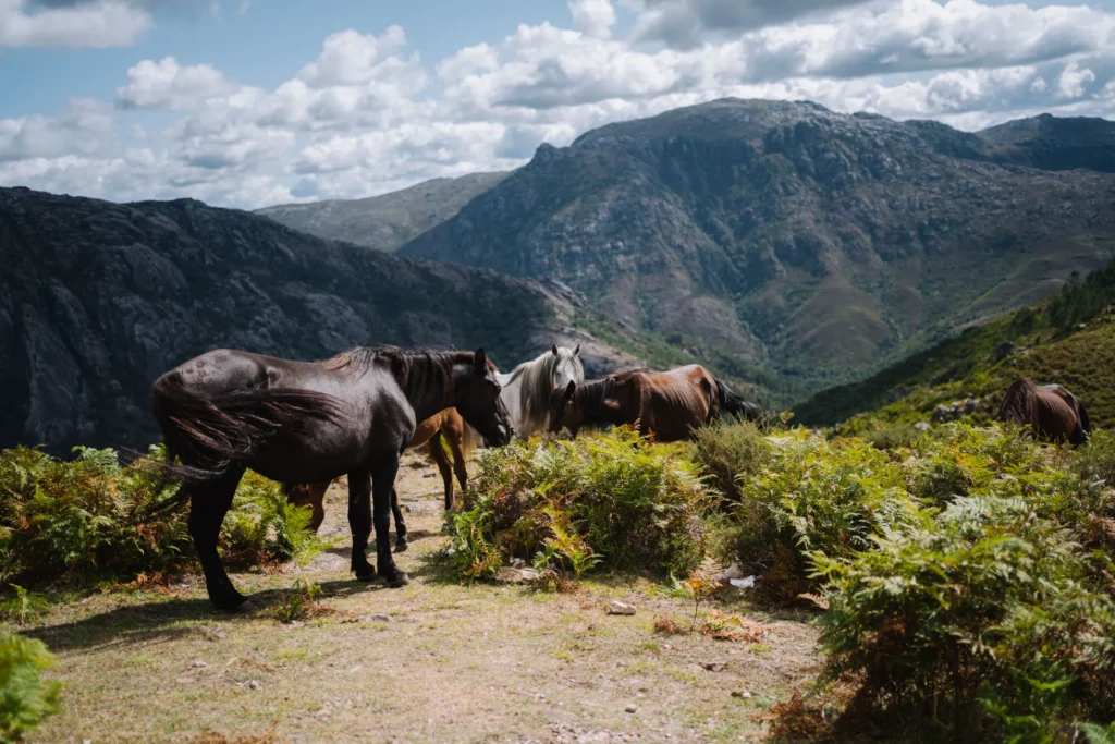Inside Galicia’s Wild Horse-Gathering Tradition